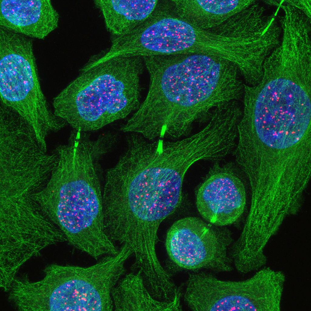 Investigating cell biomechanics