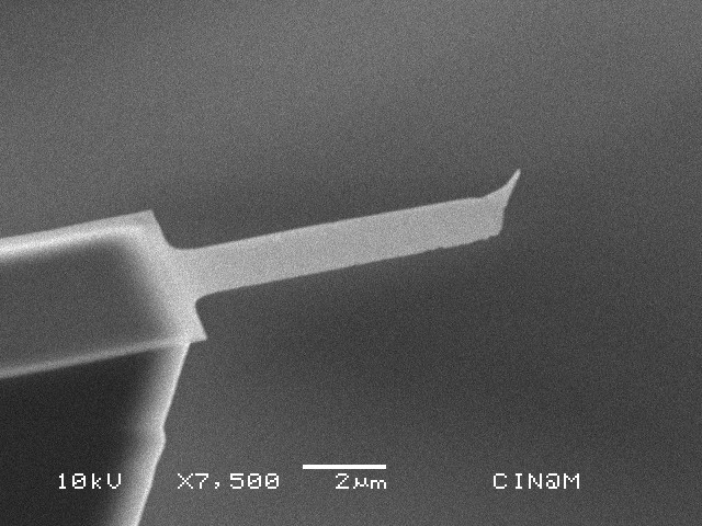 AFM probes to test cell and tissue mechanics